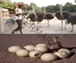 Beginners Guide How To Start Ostrich Farming In South Africa