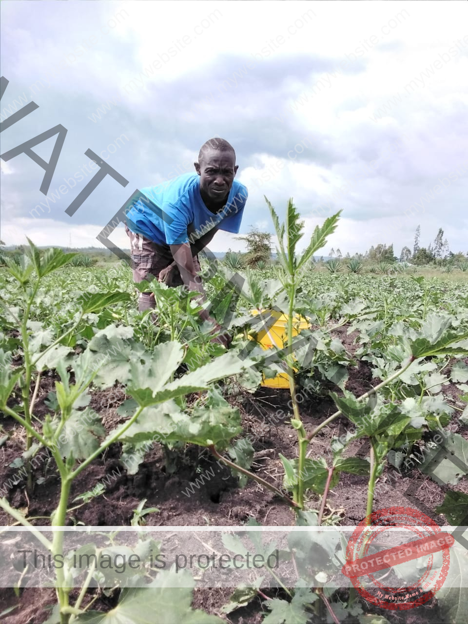 Beginners Guide How To Grow Okra In Kenya Agrolearner