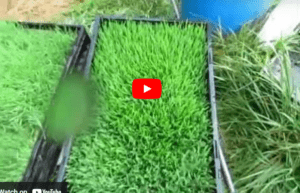 Beginners Guide Hydroponic Fodder Production For Rabbits Pdf