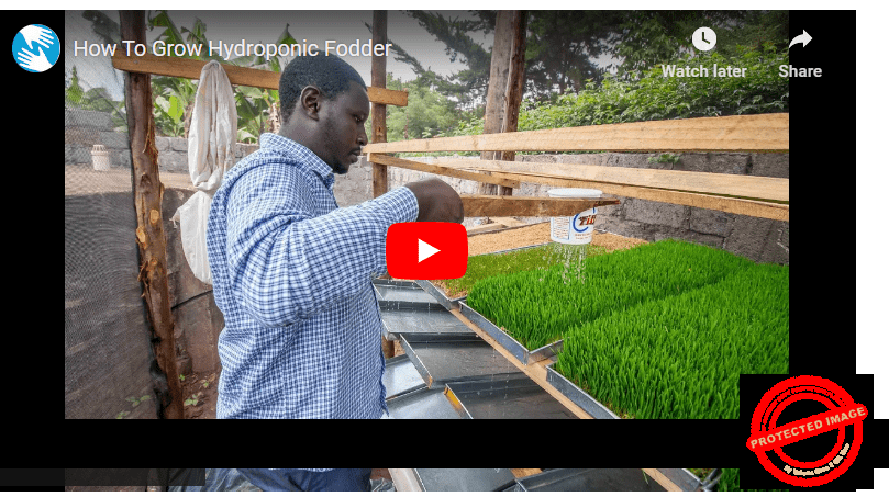 Beginners Guide Hydroponic Fodder Production PDF Agrolearner