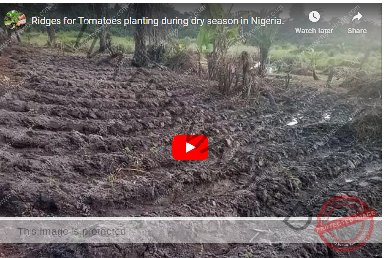 How To Plant Tomatoes In Dry Season In Nigeria Agrolearner