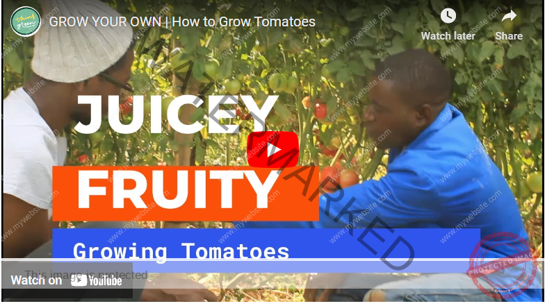 How To Plant Tomatoes In Dry Season In Zambia Agrolearner