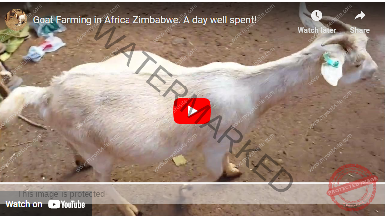 Beginners Guide How To Start Goat Farming Zimbabwe Agrolearner