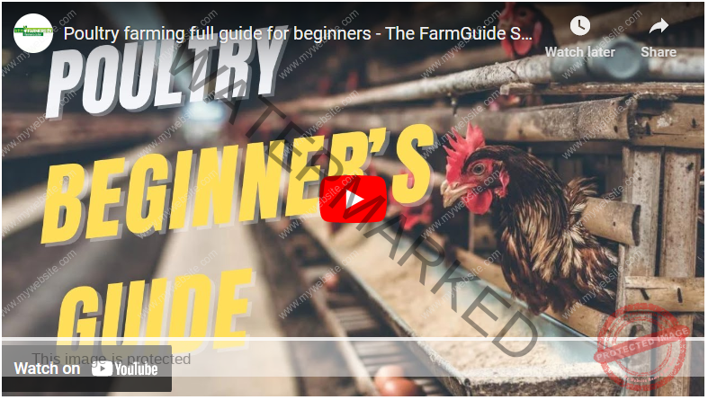 Beginners Guide How To Start Poultry Farming In Kenya Agrolearner