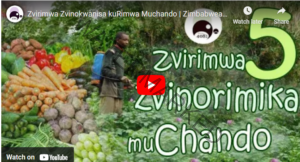 15 Most Profitable Crops To Grow In Zimbabwe Agrolearner