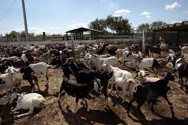 How To Start A Goat Farming Business In Philippines