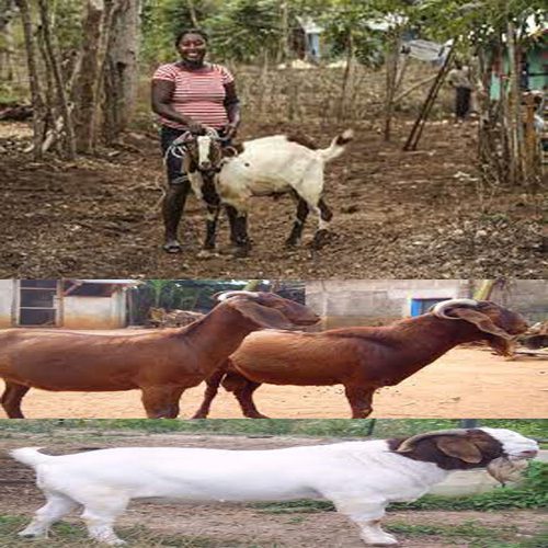 How Start Goat Farming Business In Nigeria