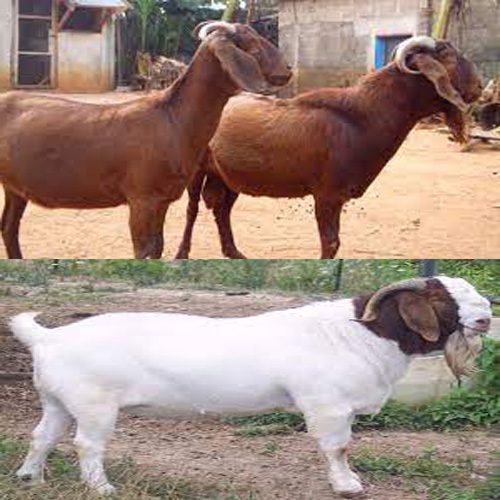 How To Start Goat Farming Business In South Africa