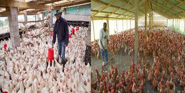 How To Start poultry farming business in Uganda