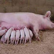 How to Start pig farming business In Ghana