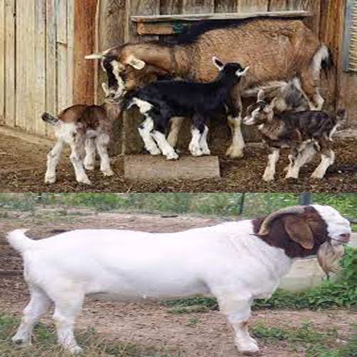 How to start goat Farming business in Ghana