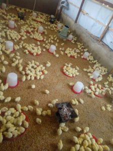 How To Start Poultry Farming Business