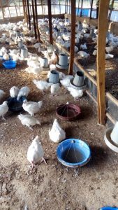 Guide To Start poultry farm