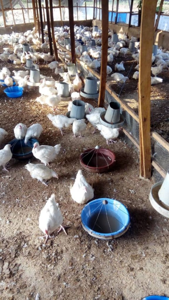 How To Start Poultry Farming Business In Philippines [Beginners Guide
