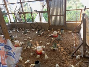 Poultry Farming