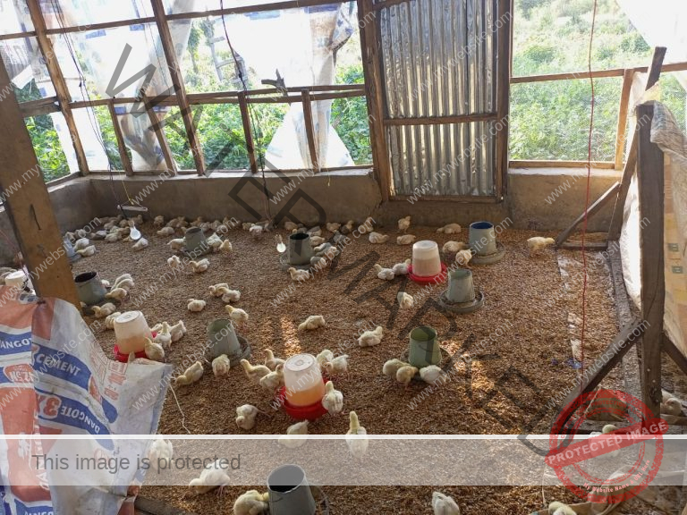 [Beginners Guide] How To Start Poultry Farming Business In Uganda