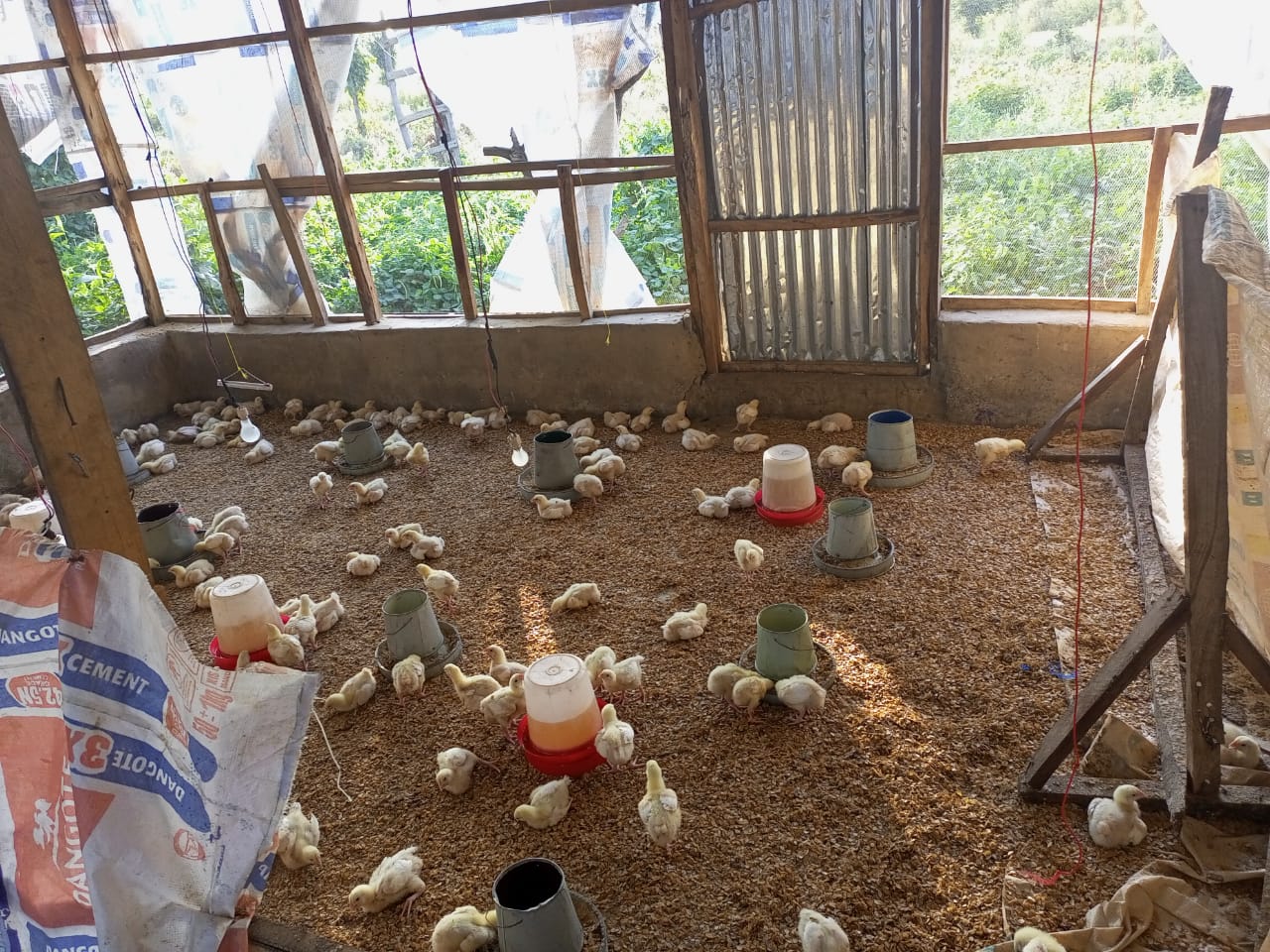 poultry farming business plan in south africa