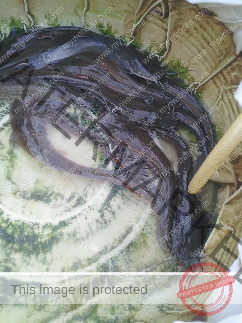 How To Start Fish Farming In South Africa