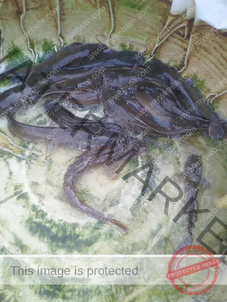 How To Start Catfish Farming Business In Nigeria [Beginners Guide