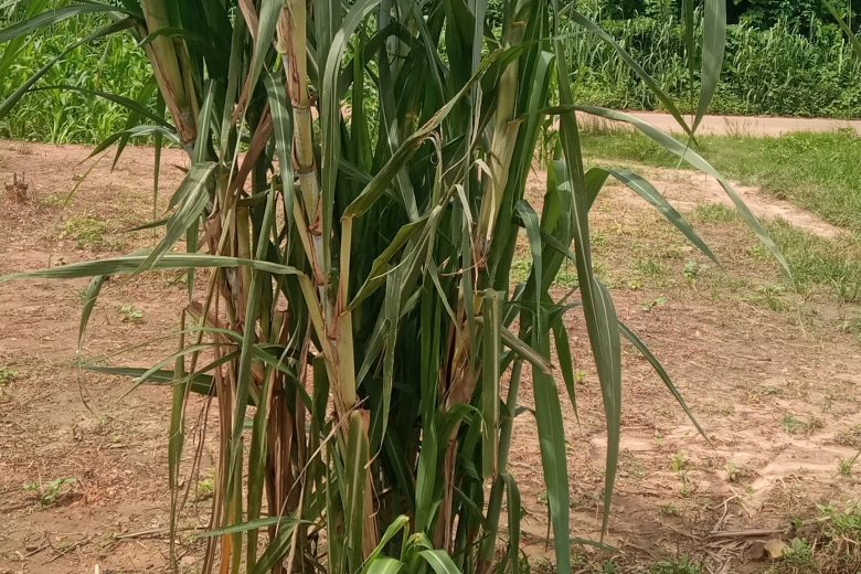 How to start sugarcane farming business in Nigeria