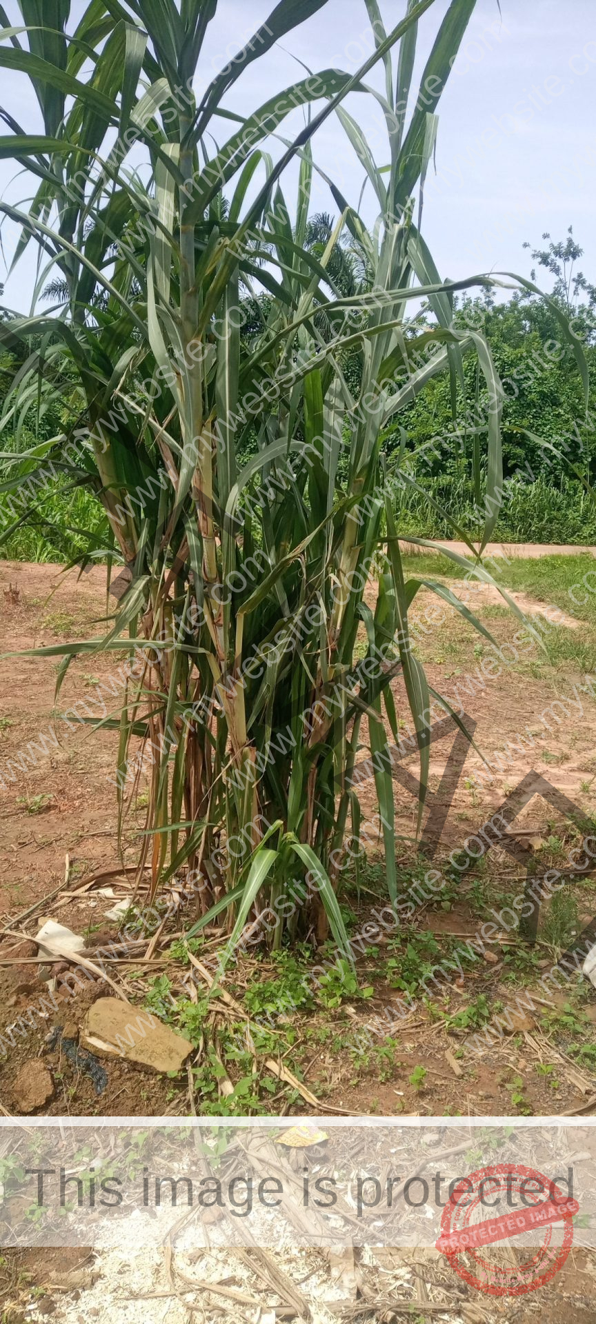 How To Start Sugarcane Farming In Nigeria [Step By Step Guide