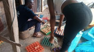 Sorting of eggs for supply business