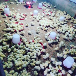 How To Start Poultry Farming