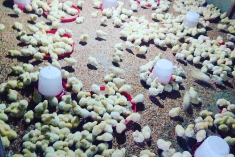 How To Start Poultry Farming