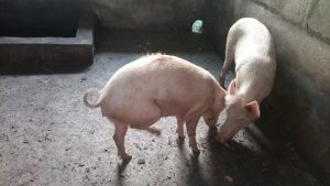 A Sow And A Boar In A Pig Farm