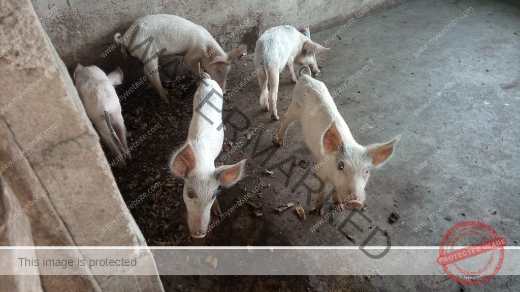 [Starter Kit] How To Start Pig Farming Business In Uganda - Agrolearner.com