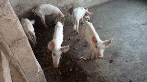 How To Start Pig Farming Business