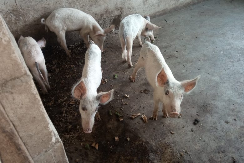 How To Start Pig Farming Business