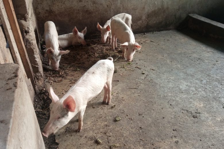 How to start Pig farming In Africa