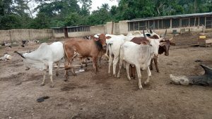 How To Start Cattle Ranching Business
