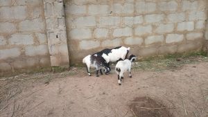 How to start goat farming