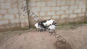 How to start goat farming