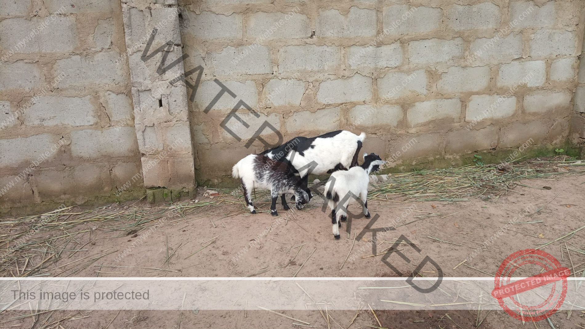 beginners-guide-how-to-start-goat-farm-business-in-uganda