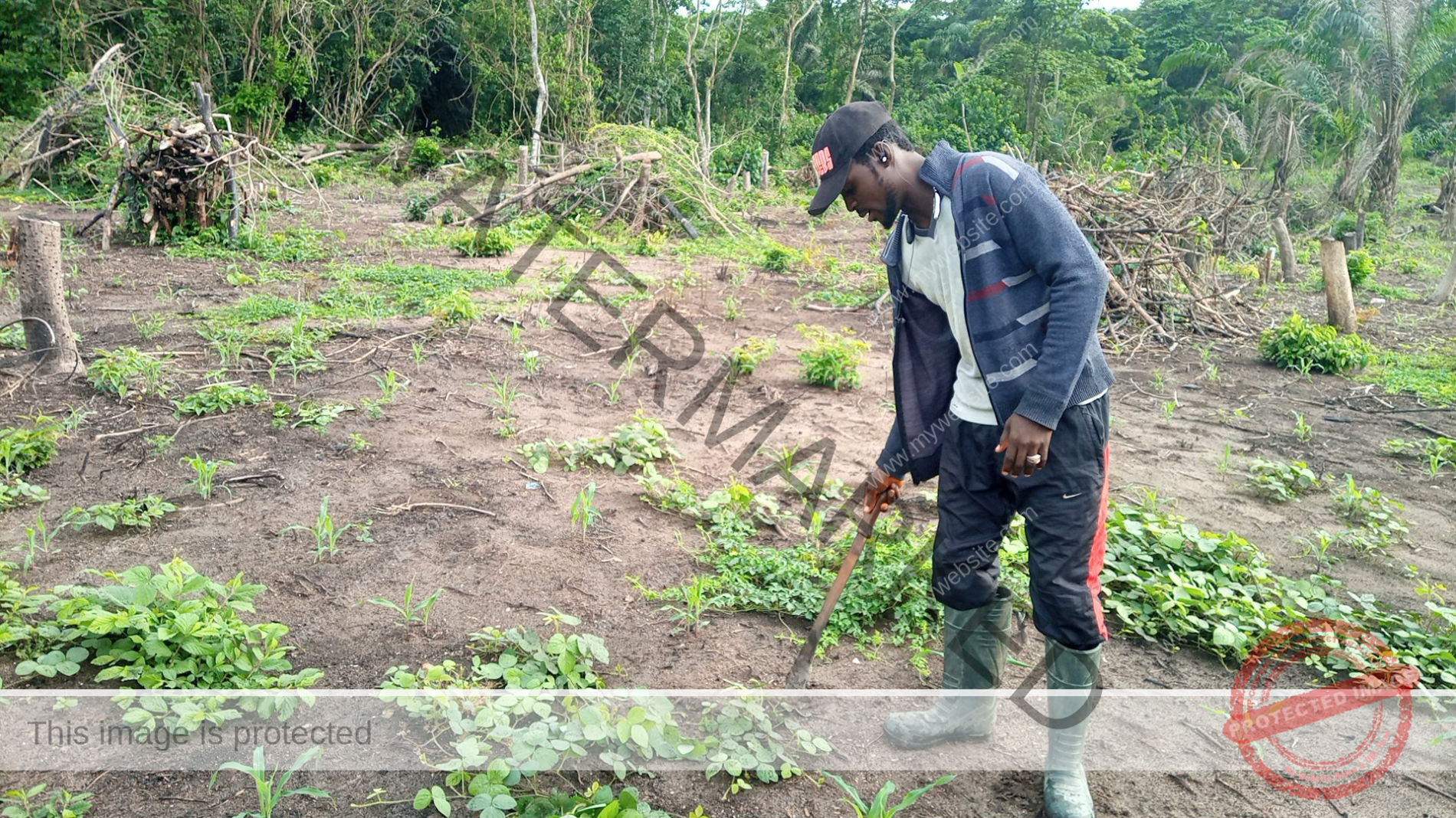 pig farming business plan in zambia