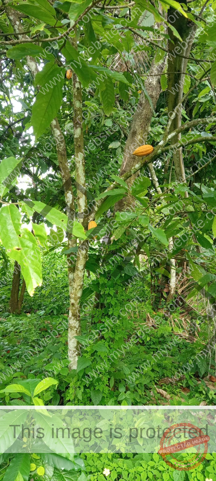 How To Start Farming Business In Zambia [Beginners Guide]