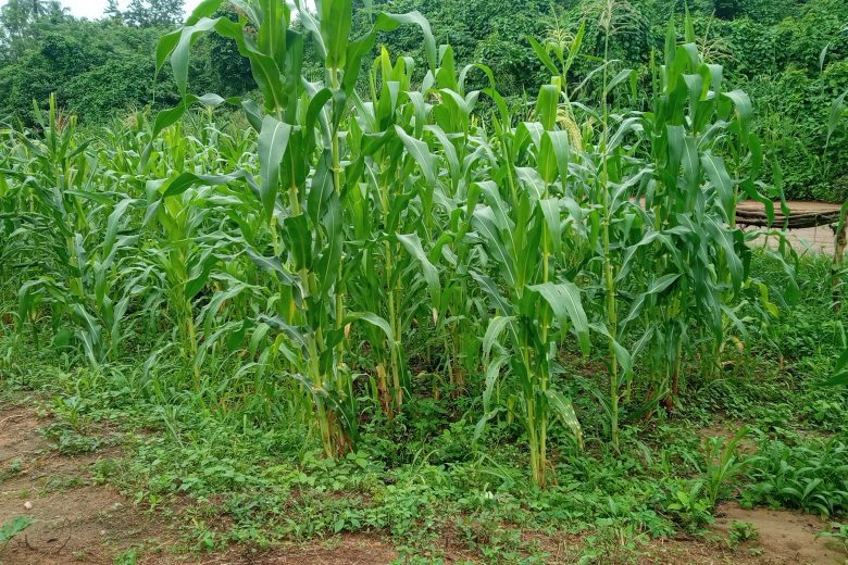 How To Start Farming In Gambia