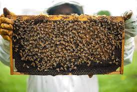 Bee hives harvesting