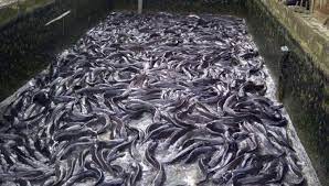 fish farm business in uganda