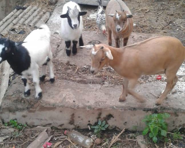 How to start goat farming business in Pakistan