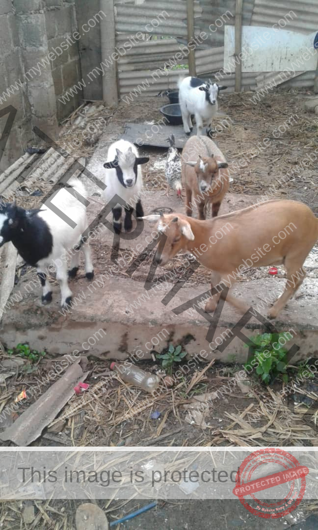 [Beginners Guide] How To Start Goat Farm Business In Pakistan