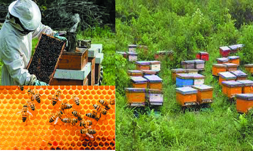 how to start bee farming