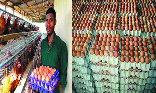 how to start egg distribution business