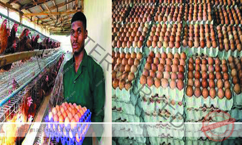 how to start egg distribution business