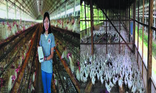 how to start poultry in Philippines