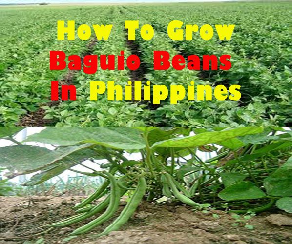 How To Grow Baguio Beans In Philippines