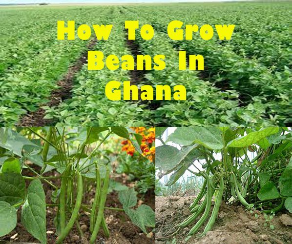 How To Grow Beans In Ghana